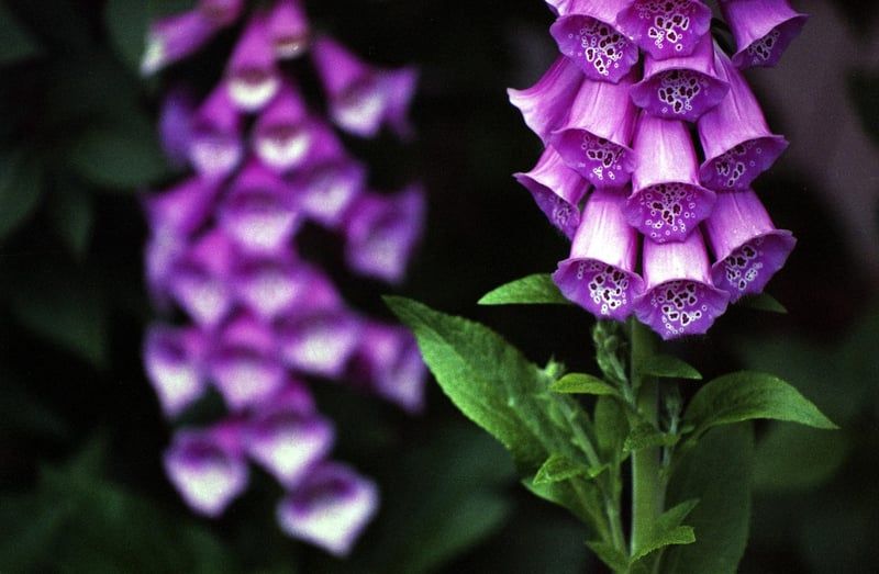 digitalis purpurea